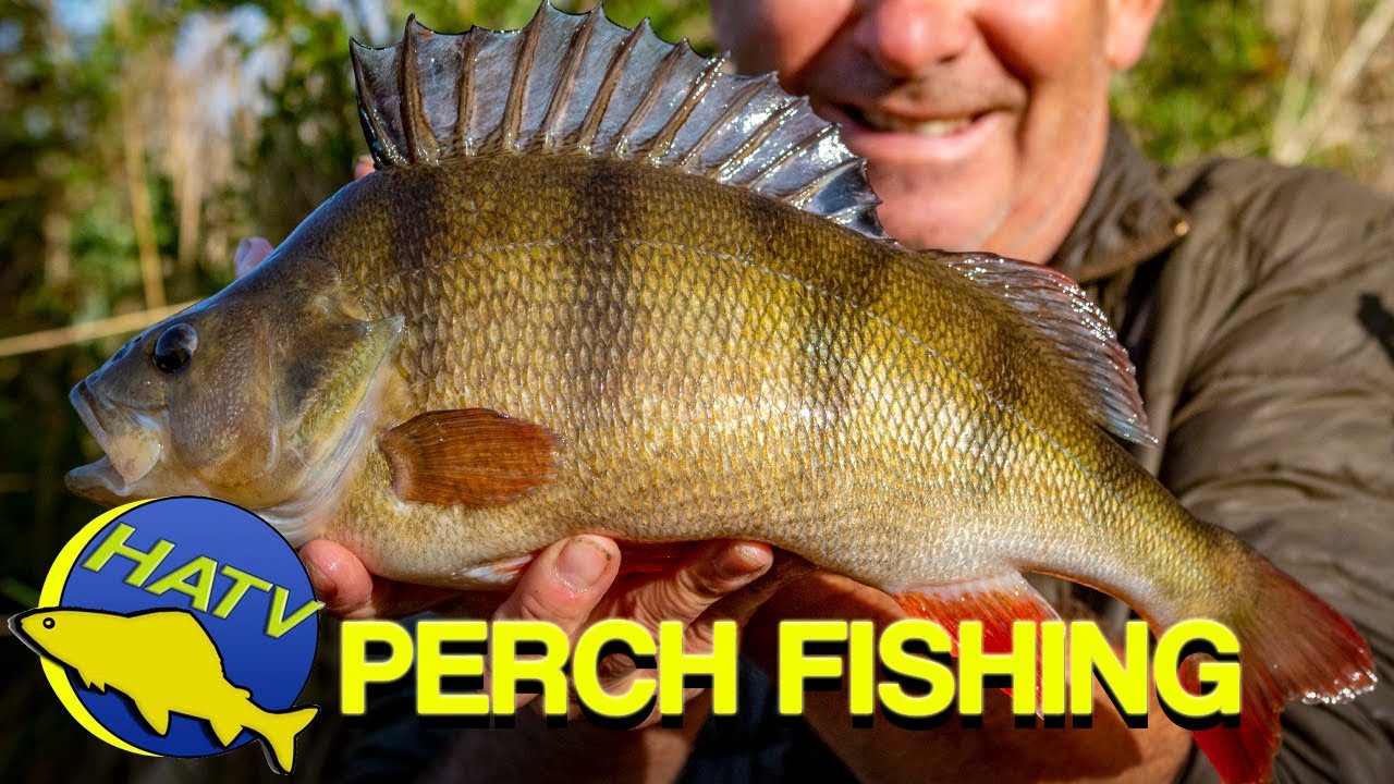 PERCH FISHING on Small Rivers | Hampshire Angling TV Production