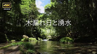 4K 映像 + 自然環境音 / 夏の円原川　緑と木漏れ日の中を流れる湧水