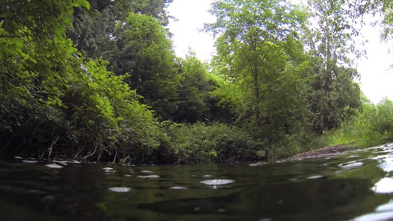 Little Campbell River: Re-meander Restoration - YouTube