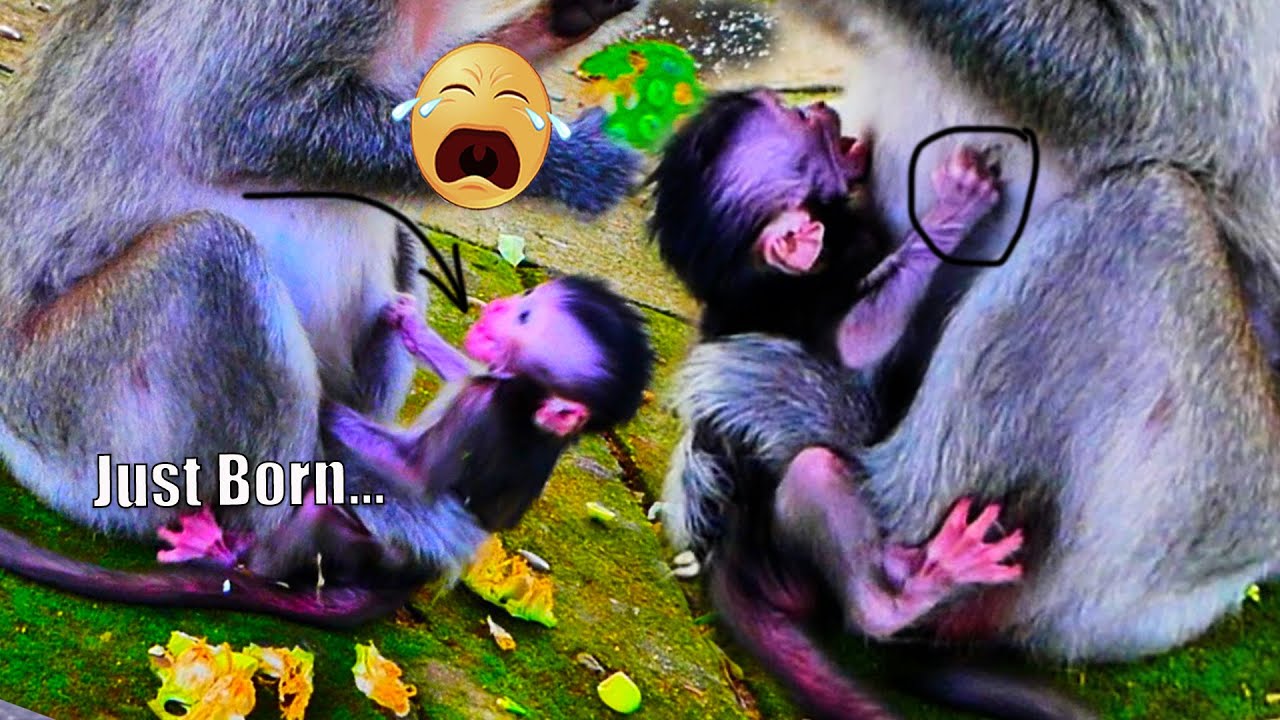H.e.art.br.e.a.ki.n.g 3 days old newborn baby monkey Mom w.e.a.n.e.d & m.is.t.r.e.at.e.d c.r.y.i.n.g