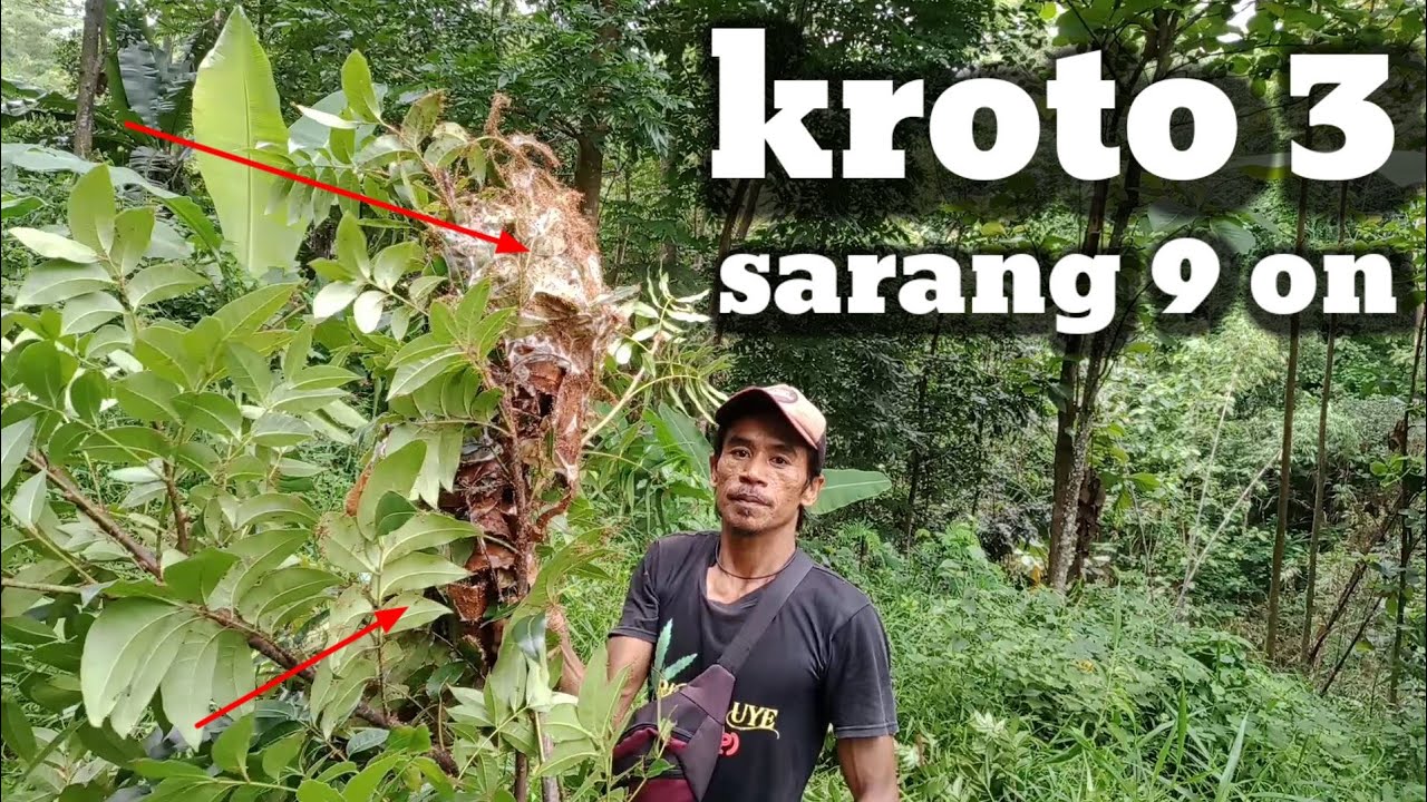 mencari kroto 3 sarang 9 on