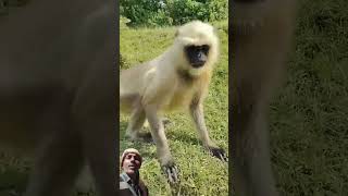 Download Lagu Denjerous monkey running #monkey #bajrangbali # shorts MP3