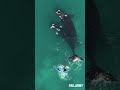 Humpback Whale Fail!