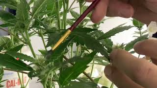 Creating Cannabis Seeds for Breeding