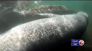 A Dying Breed: South Florida marine life experts investigate rise in manatee deaths