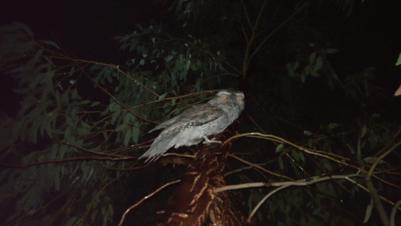 Tawny Frogmouth! 