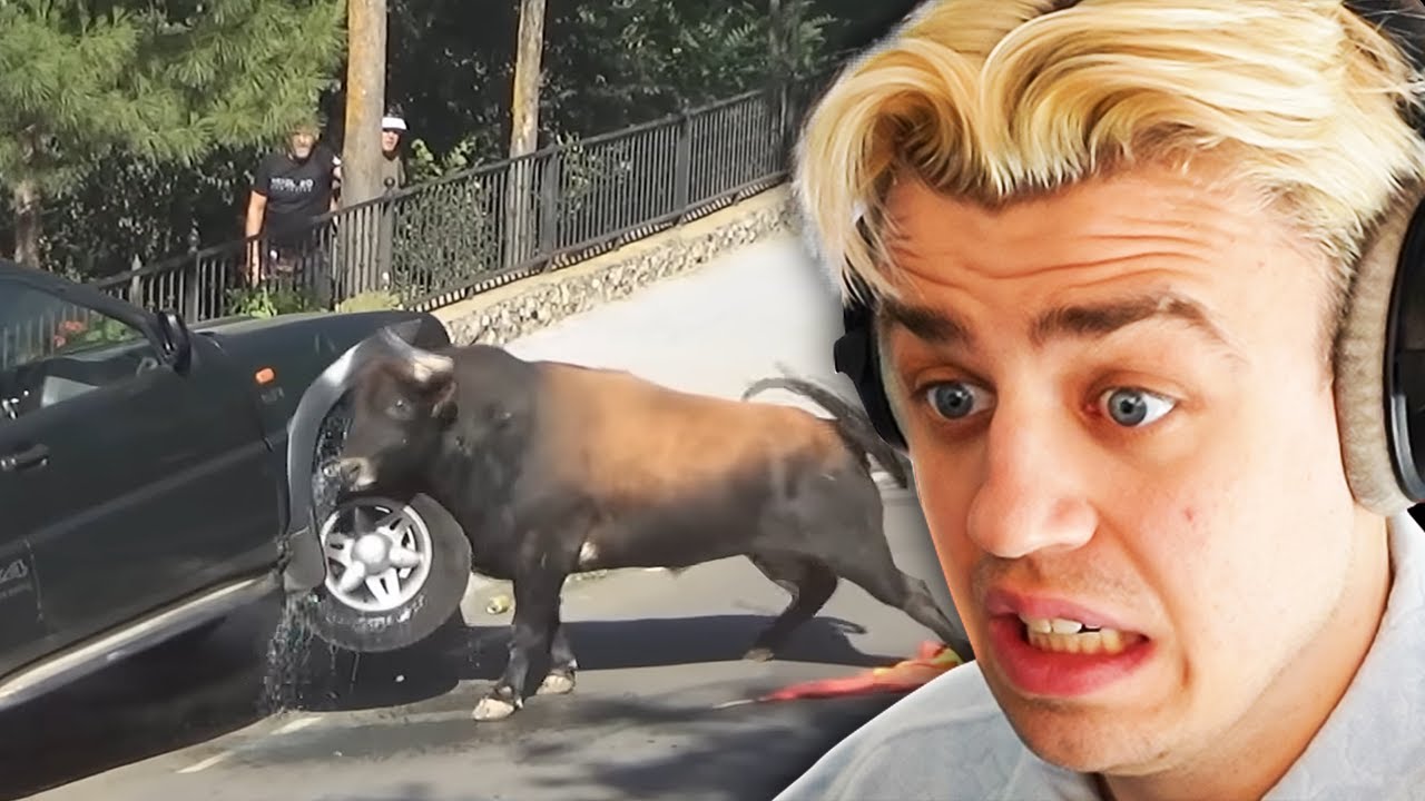 WAS macht der BULLE da?! (Daily Dose Of Internet) I Papaplatte Reaction