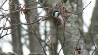 Chestnut-backed Chickadee, Parksville, Vancouver Island, Feb 8 / 17