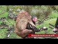 #waikarimoana Hunting Arapawa Ram in New Zealand part 2