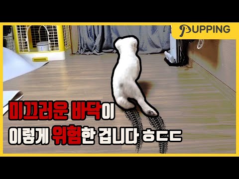 [애견] 이게 찐이다! 펫매트 100%리얼 사용 후기 영상 l 퍼핑 펫매트