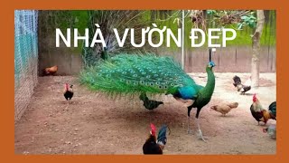 Nhà vườn Avi #diemtin 24h