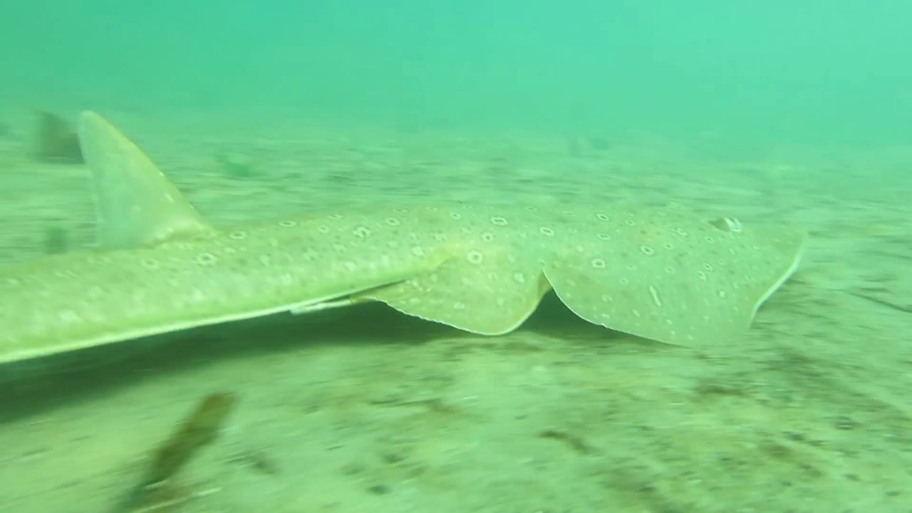 Lesser Guitarfish (Rhinobatos annulatus)