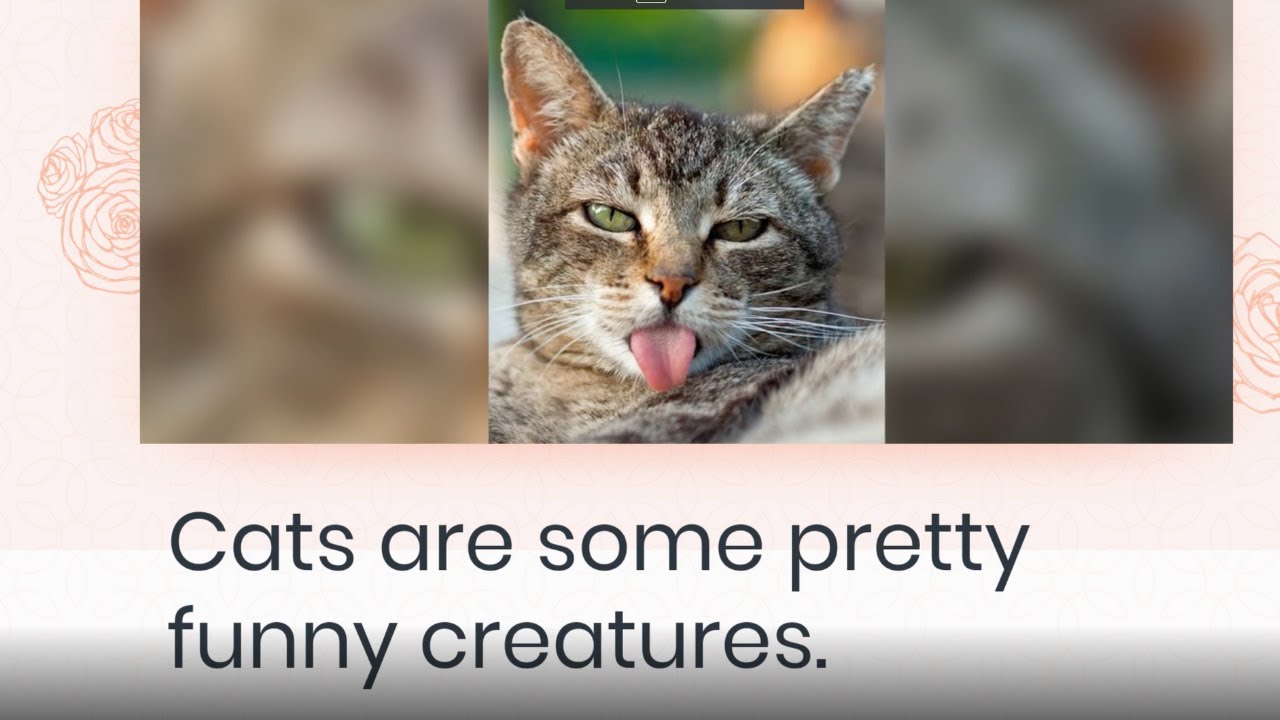8 Crazy Cat Facts YouTube