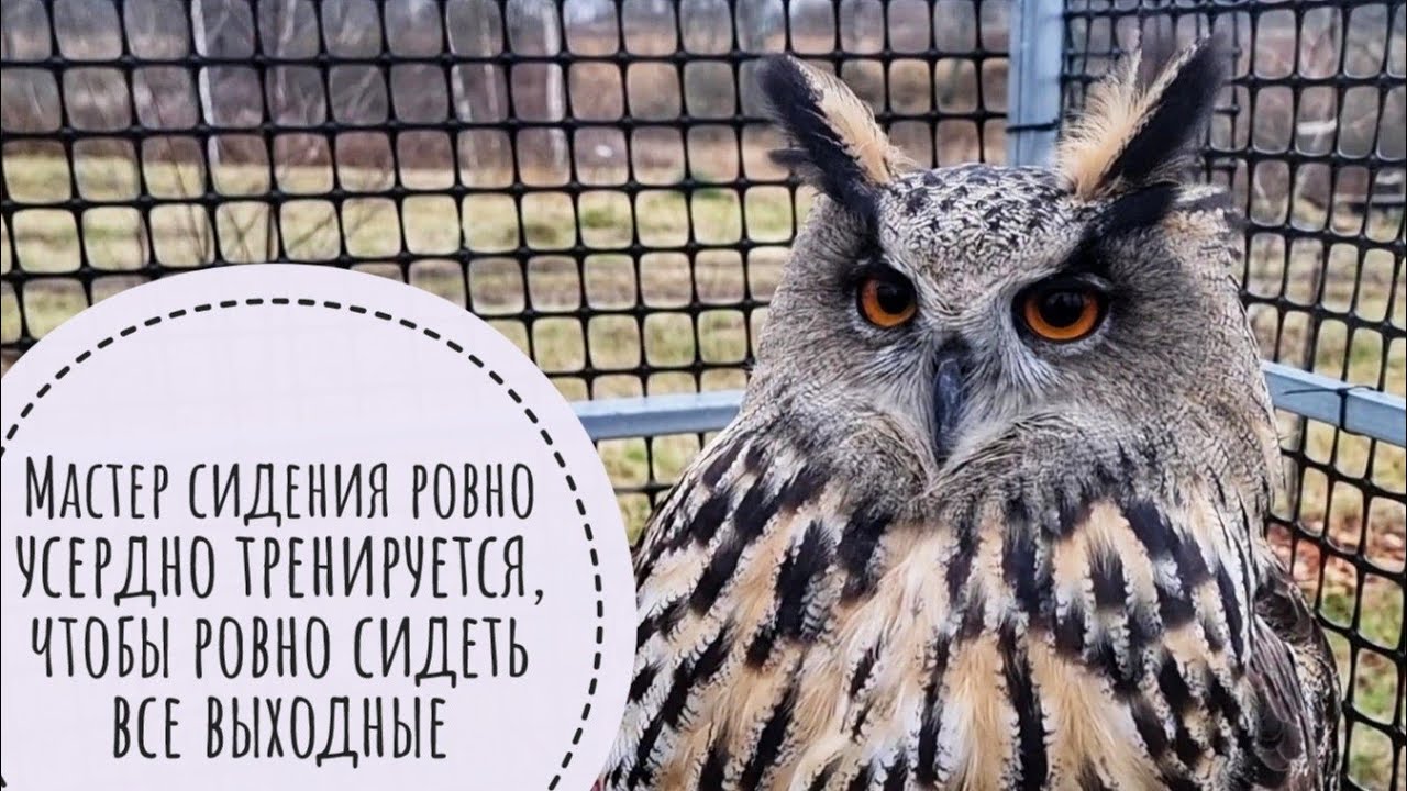 Рассказываю сове Ёлке о планах на выходные. Нас ждут великие дела и ...