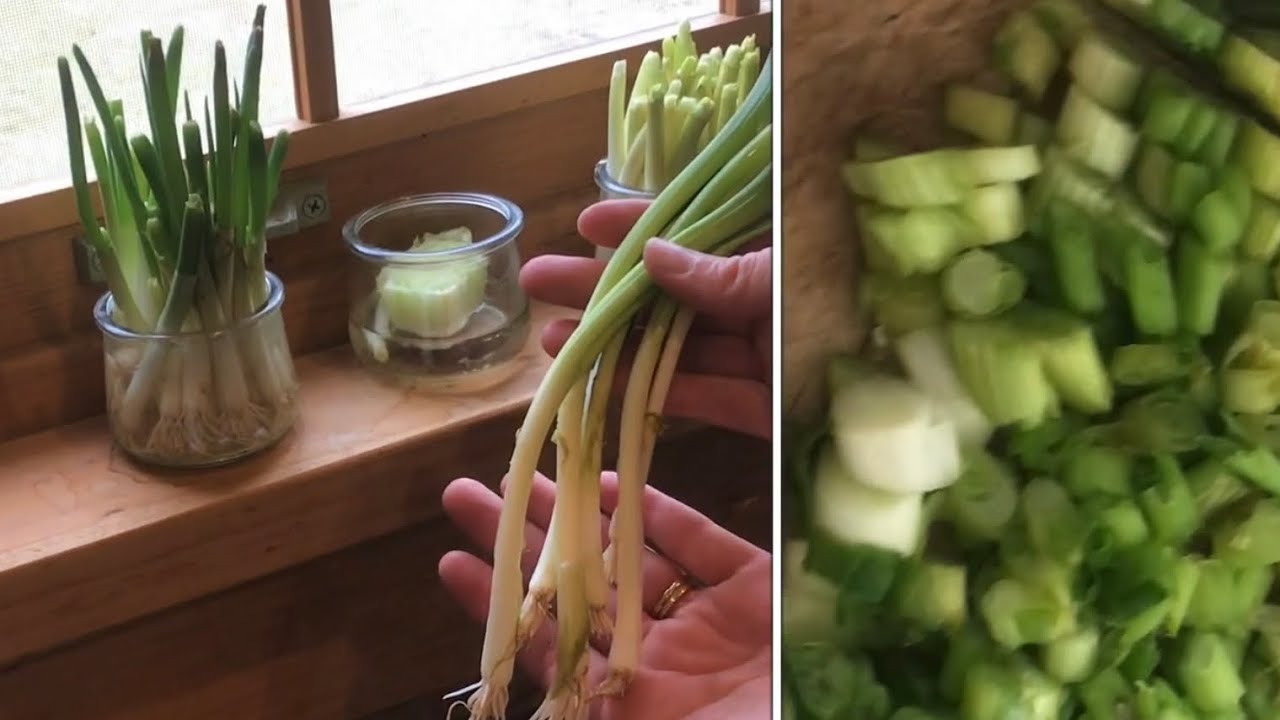 growing chives “all year round” EASY
