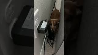 Playful Dachshund Stuck Behind Couch