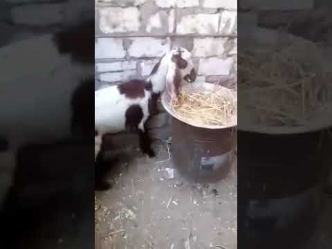 متاح ماعز للبيع العنوان طنطا الغربيه كوبري قحافة قرية كفر ابو جندي فون 01014825557 اكسبلور