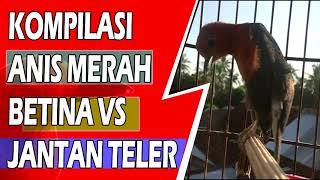 Kompilasi Suara ANIS MERAH Betina dan Jantan || Pembangkit birahi.🏆