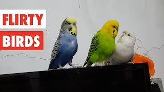 Flirty Birds | Funny Bird Video Compilation 2017