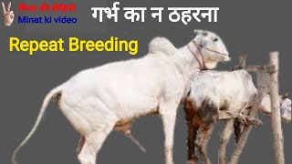 गर्भ का न ठहरना | Repeat Breeding | 2 minat ki video by Pasu Pkshi 345 views 1 year ago 2 minutes, 7 seconds