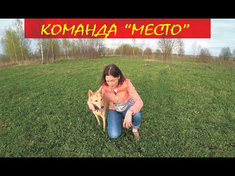 Команда "Место". Дрессировка собак. Дрессировка дома. Дрессировка. Воспитание