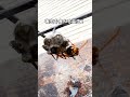 質問きてた!アシナガバチってミツバチを襲わないの? #Shorts