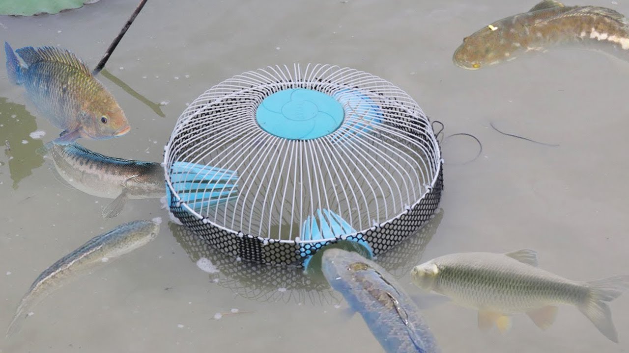 New Fishing Trap ll Big Catfish Hunting in the Beautiful Nature YouTube