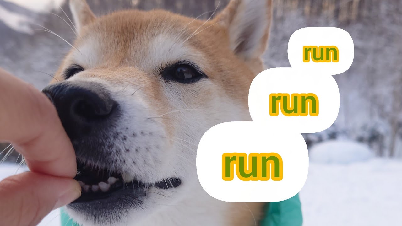 【柴犬が走りたくなる時♡】ドッグラン/2026年2月　#41