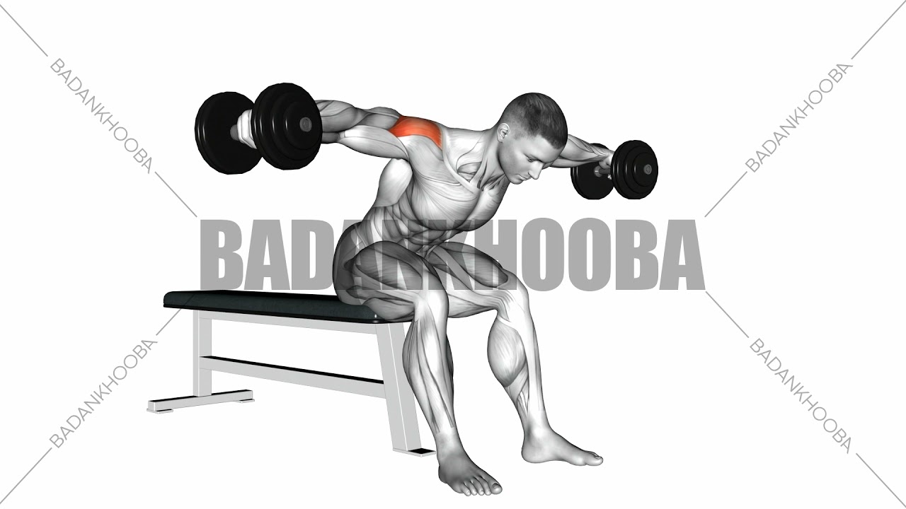 145- dumbbell seated bent over rear delt raise نشر خم با دمبل نشسته ...