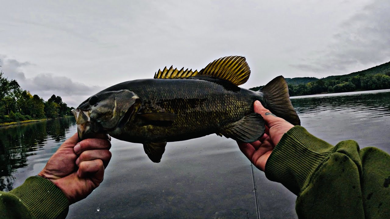 SO MANY BIG BASS in ONE SPOT!!! (Rigging Tip)