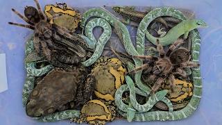 Catching snake,frog,lizard,toad,water spider,bullfrog,skink