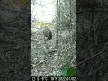 【うり坊出陣！！】ちょこちょこと歩いてますね。カメラの時間はバクってます… #animals #狩猟 #狩りボーイ#イノシシ#ウリ坊