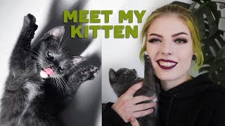 I ADOPTED A KITTEN | meet my son Pablo