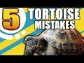 5 Common Russian Tortoise Care Mistakes!