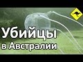 Убийцы в Австралии - Акулы, Крокодилы, Медузы и Другие Гады Способные Вас Убить!