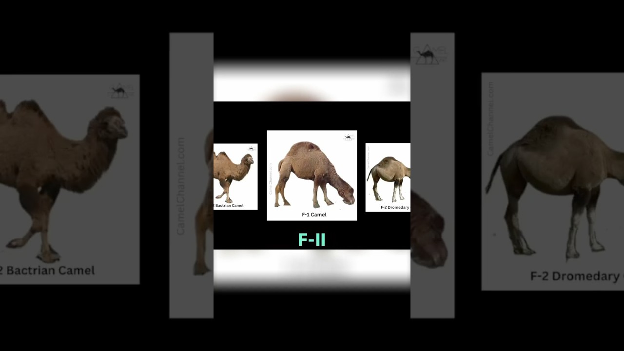 Meet the F2 camel  breed rare & fascinating hybrid!