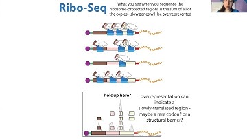 Ribosome footprinting (aka profiling aka Ribo-seq) & polysome profiling - an overview & comparison