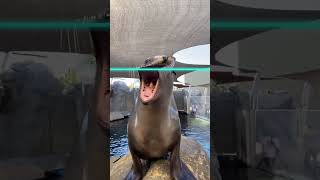 Can’t stop -ning Harpo the sea lion.