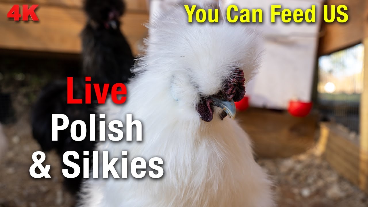 Daily Silkie Chicken Coop Cam: Watch Them Grow LIVE!