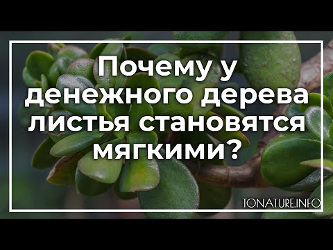 Почему у денежного дерева листья становятся мягкими? | toNature.Info