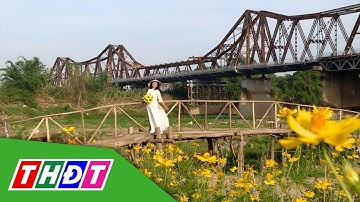Cánh đồng hoa vàng rực dưới chân cầu Long Biên | THDT