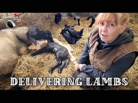 Delivering Lambs | From Easy To Difficult Births