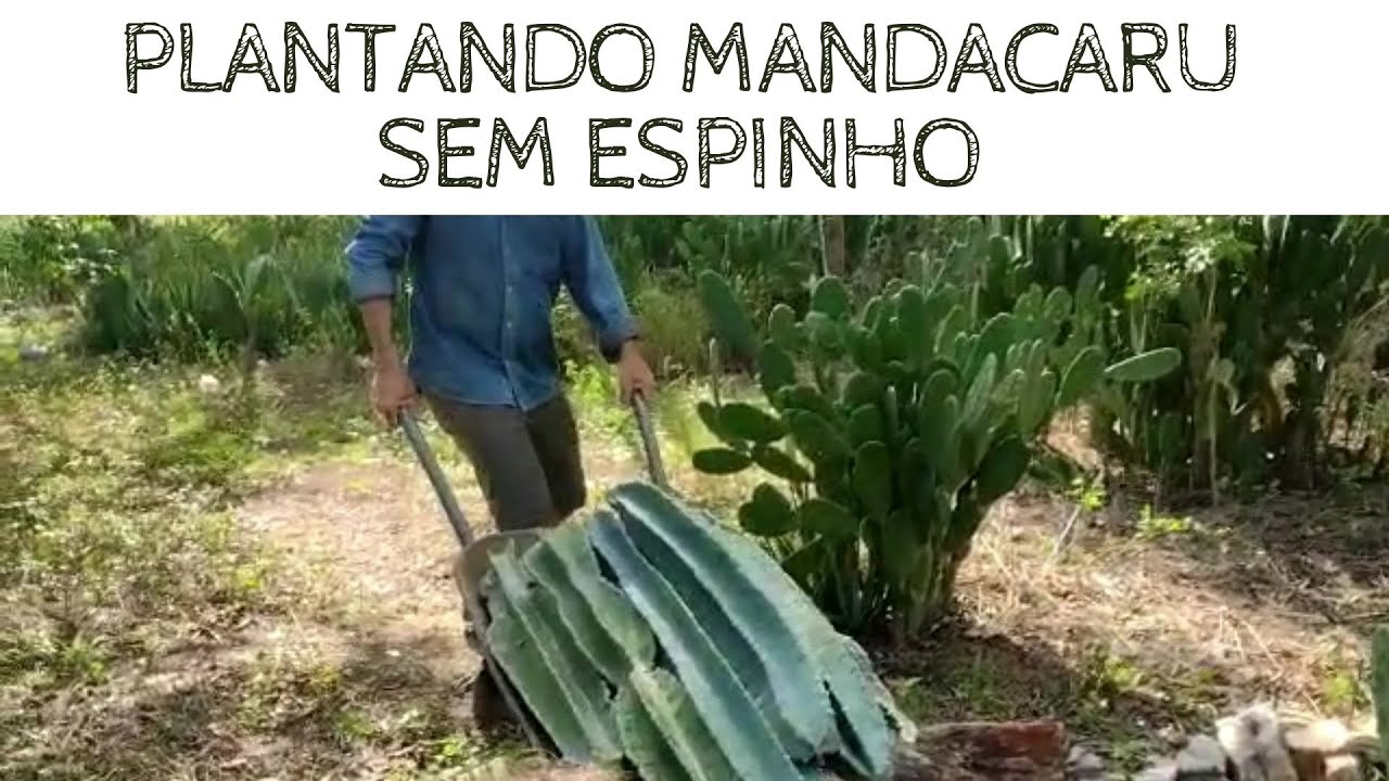 Plantio de mandacaru sem espinho e outros manejos em agrofloresta no bioma caatinga.