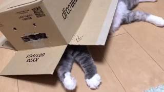 段ボール箱をかぶってカモフラージュする猫 ノルウェージャンフォレストキャット Wearing a cardboard camouflage. Norwegian Forest Cat.