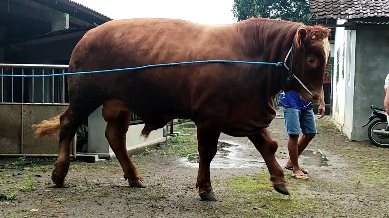 SAPI CALON MONSTER KETURUNAN SAPI TERBESAR DI INDONESIA - YouTube