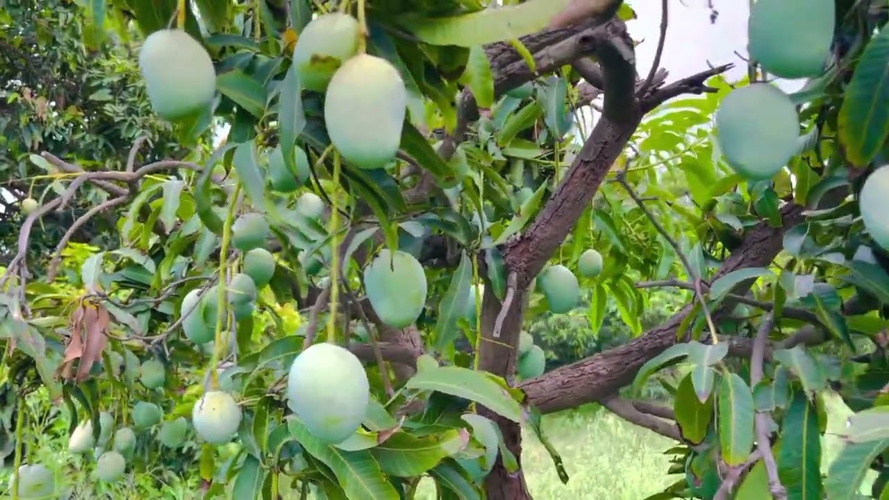 Small kid mango tree the full of fruit 4k videos / Free of cost videos