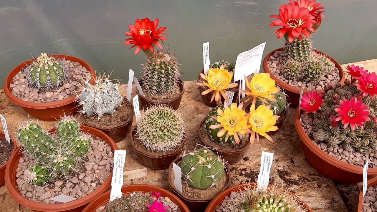 Large Cactus Flowers - Video