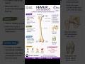 🦴 Femur in 60 Seconds! #Anatomy #HumanBody #MedicalStudent #MBBS #BoneAnatomy #StudySphere