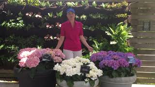 Patio Hydrangea Kanmara from Ball Ingenuity