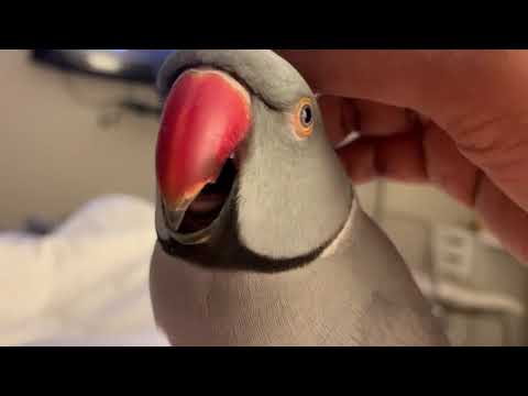 funny-parrot-video--milo-the-indian-ringneck-parrot-talking-up-a-storm